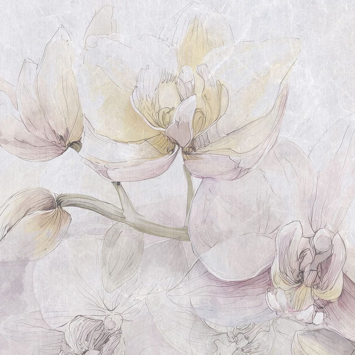 Rimura | Cattleya Rimura | Cattleya