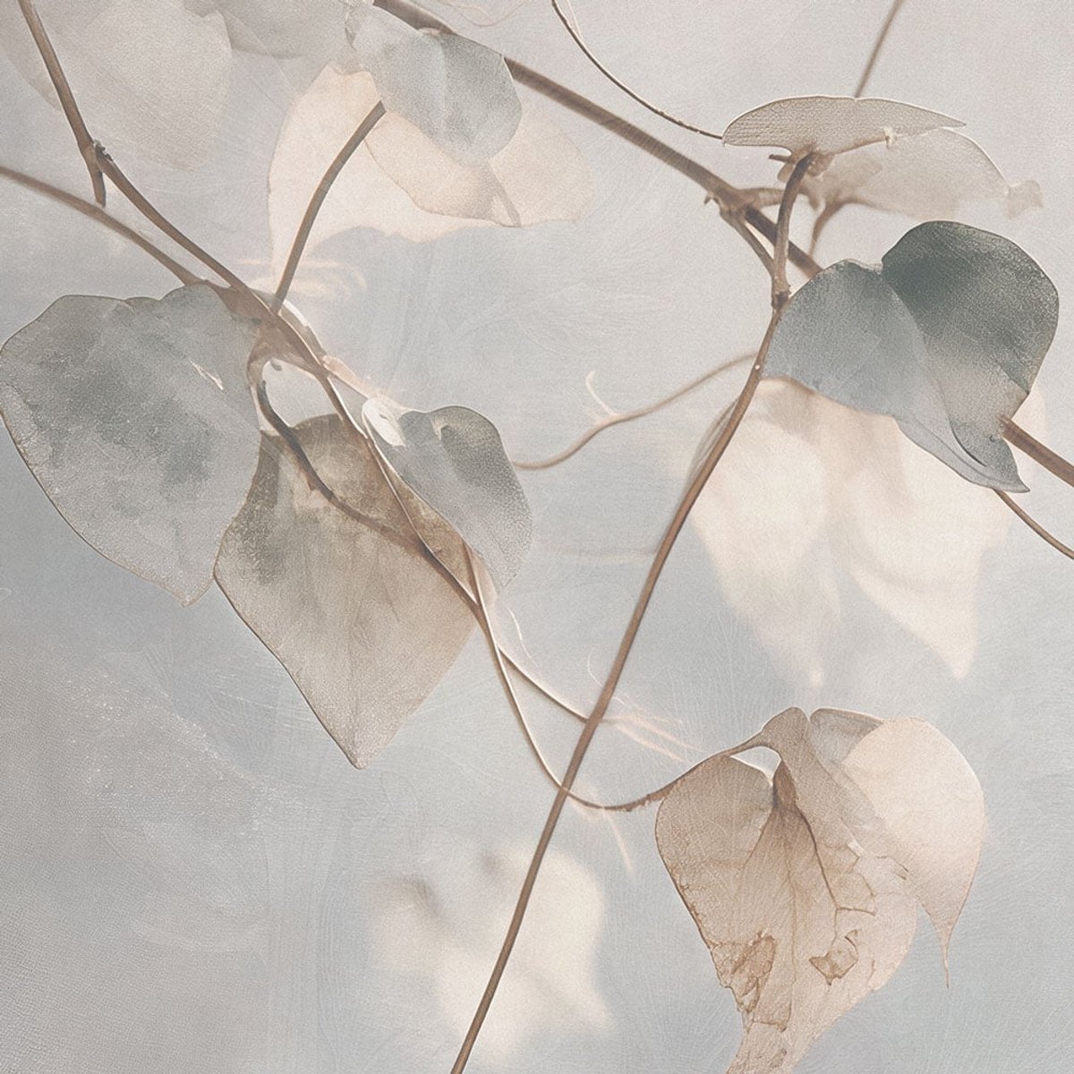 Rimura | Cloud Garden Rimura | Cloud Garden