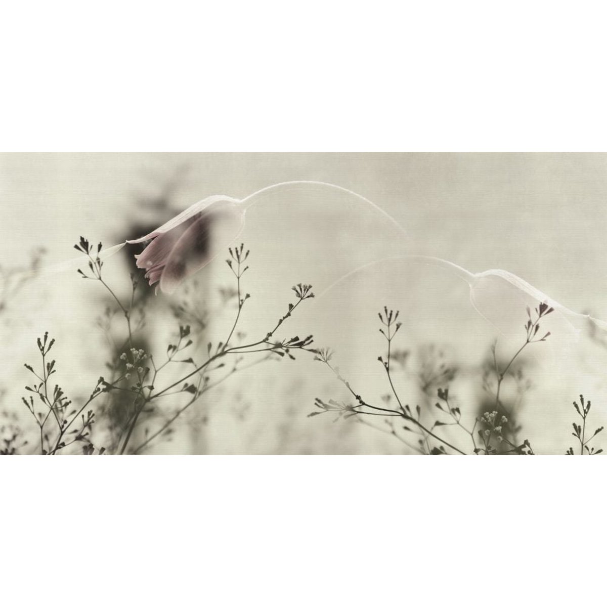 Rimura | Inchino Rimura | Inchino