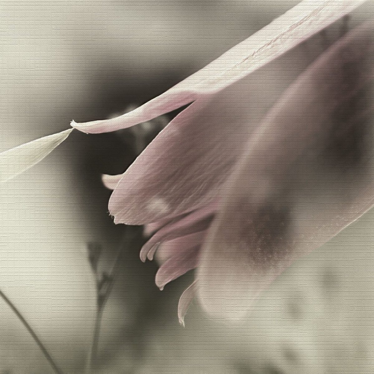 Rimura | Inchino Rimura | Inchino