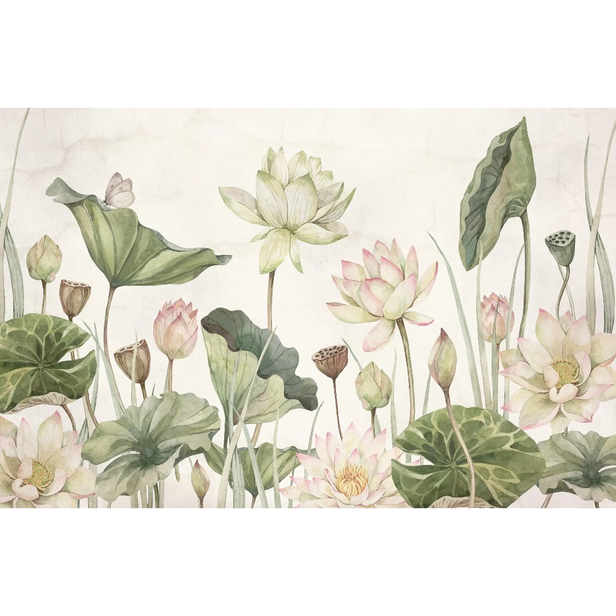 Sir Edward | Lovely Water Lilies Sir Edward | Lovely Water Lilies