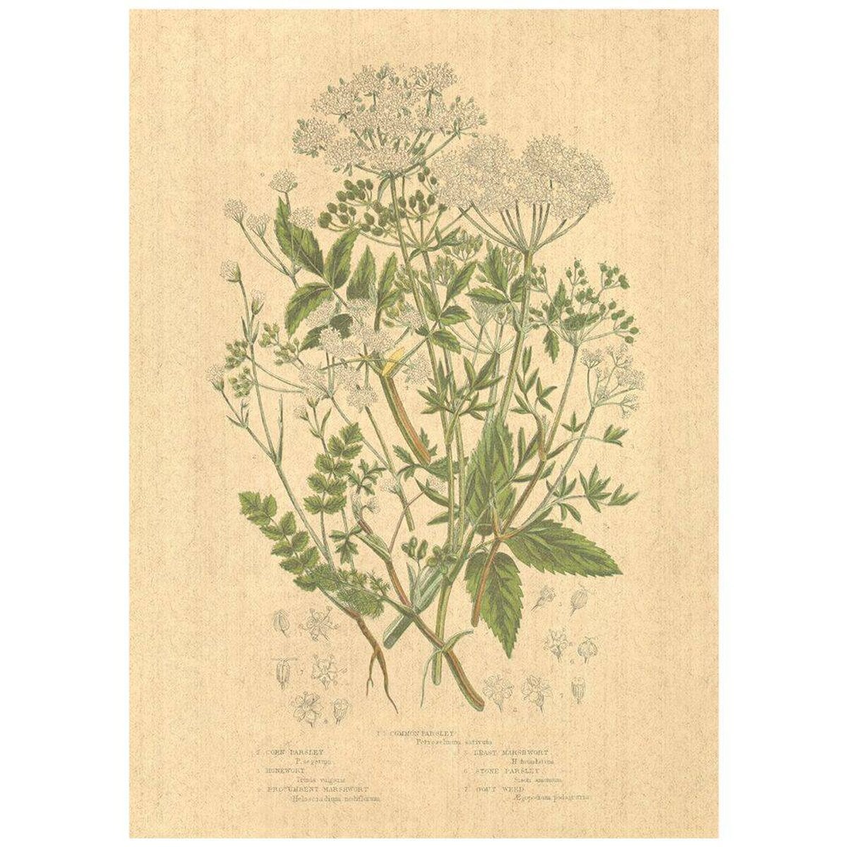 Flax Art Poster | Encyclopedia Wildflower A | FWP-AP-EN1A Flax Art Poster | Encyclopedia Wildflower A | FWP-AP-EN1A
