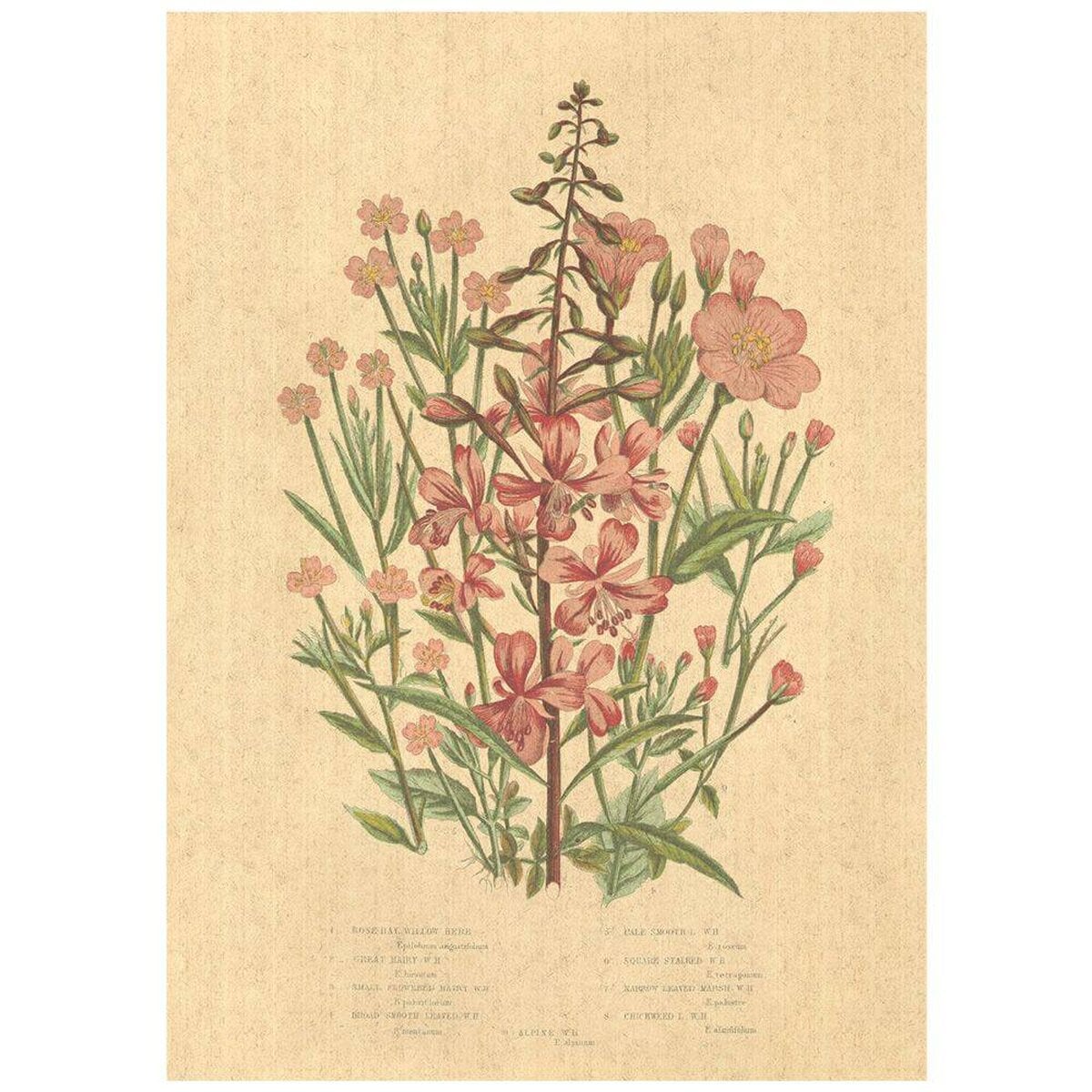 Flax Art Poster | Encyclopedia Wildflower A | FWP-AP-EN1A Flax Art Poster | Encyclopedia Wildflower A | FWP-AP-EN1A