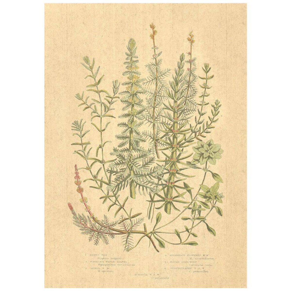 Flax Art Poster | Encyclopedia Wildflower A | FWP-AP-EN1A Flax Art Poster | Encyclopedia Wildflower A | FWP-AP-EN1A