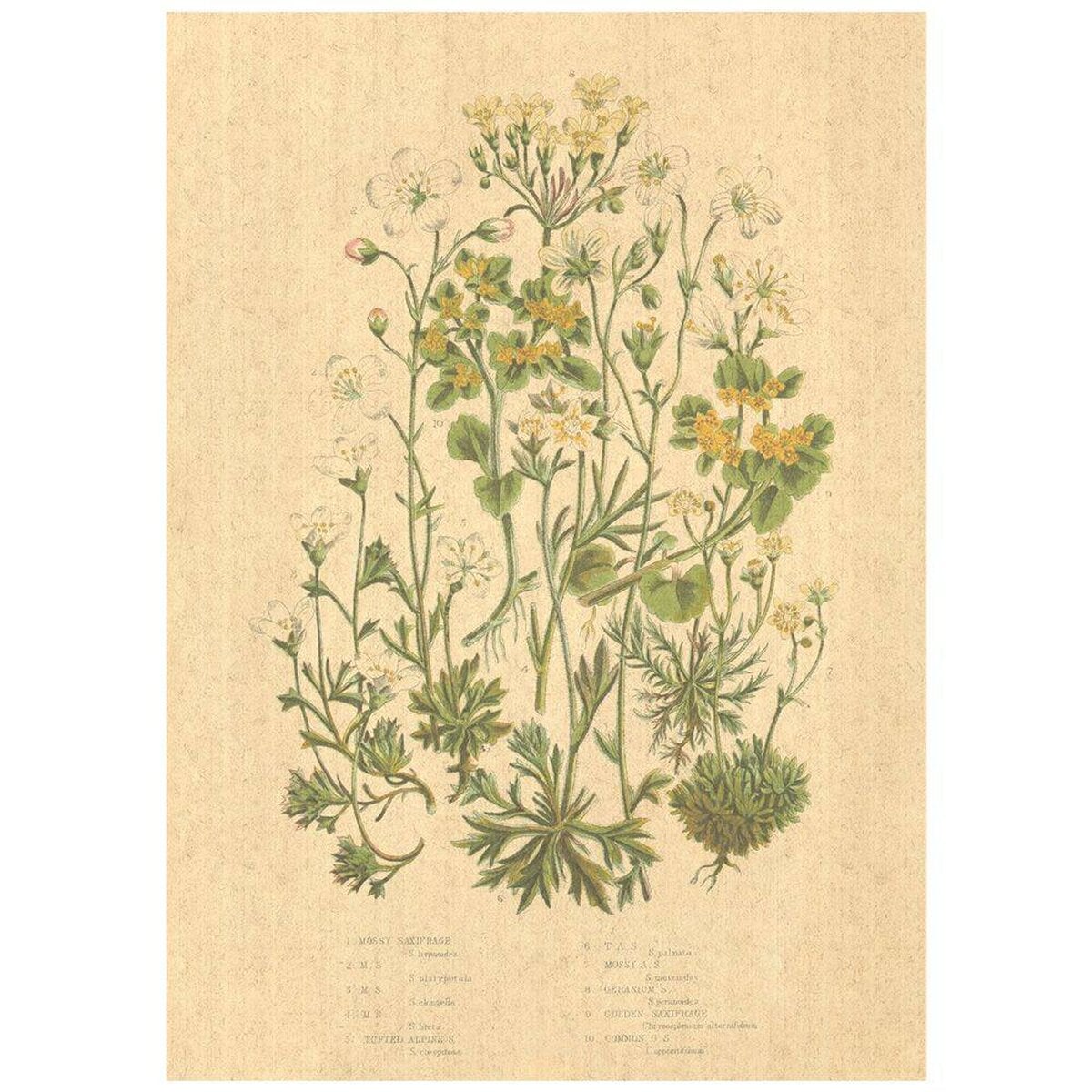 Flax Art Poster | Encyclopedia Wildflower B | FWP-AP-EN1B Flax Art Poster | Encyclopedia Wildflower B | FWP-AP-EN1B