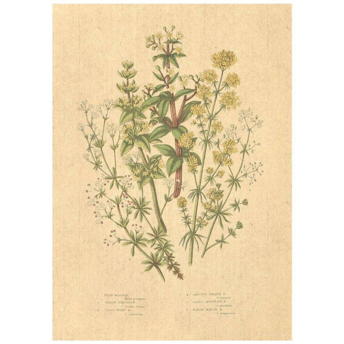 Flax Art Poster | Encyclopedia Wildflower B | FWP-AP-EN1B Flax Art Poster | Encyclopedia Wildflower B | FWP-AP-EN1B