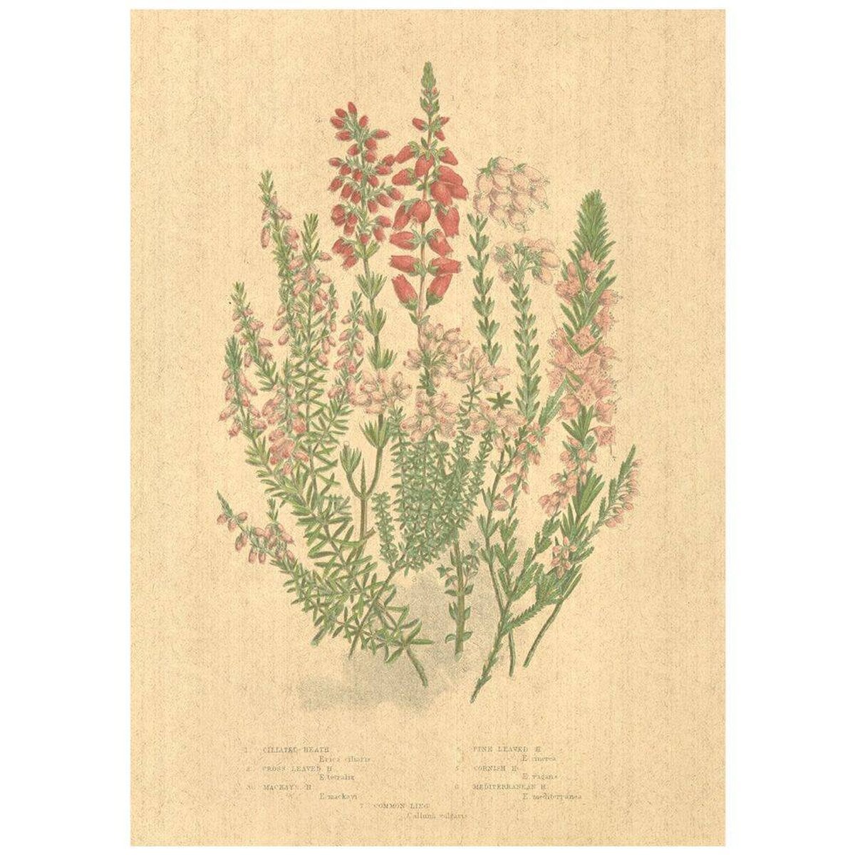 Flax Art Poster | Encyclopedia Wildflower B | FWP-AP-EN1B Flax Art Poster | Encyclopedia Wildflower B | FWP-AP-EN1B