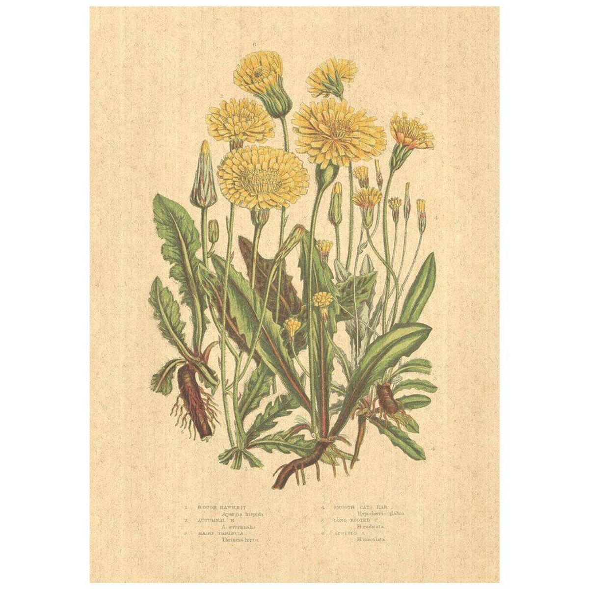 Flax Art Poster | Encyclopedia Wildflower C | FWP-AP-EN1C Flax Art Poster | Encyclopedia Wildflower C | FWP-AP-EN1C
