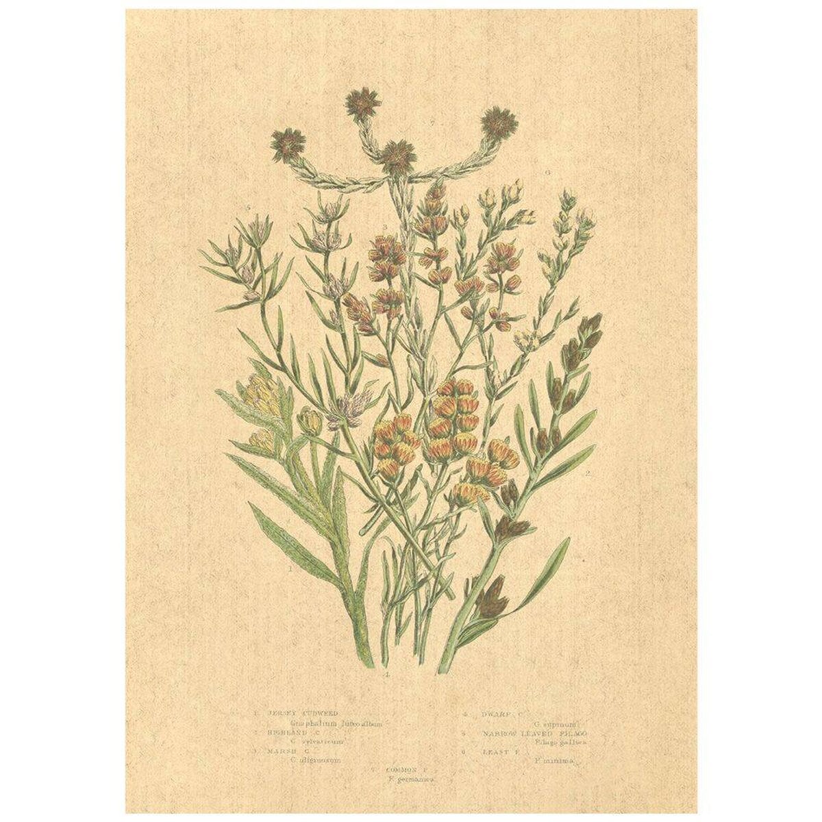 Flax Art Poster | Encyclopedia Wildflower C | FWP-AP-EN1C Flax Art Poster | Encyclopedia Wildflower C | FWP-AP-EN1C