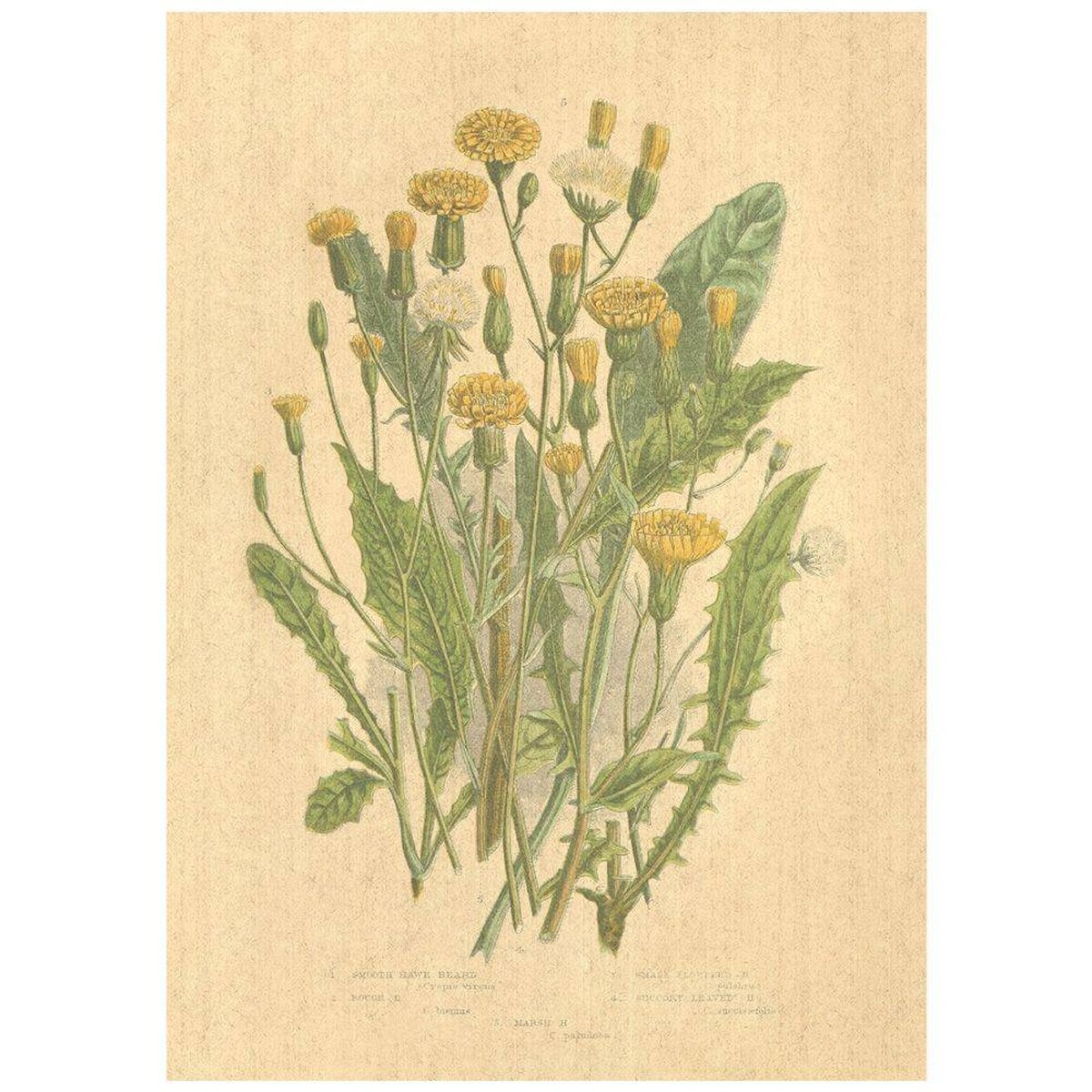 Flax Art Poster | Encyclopedia Wildflower C | FWP-AP-EN1C Flax Art Poster | Encyclopedia Wildflower C | FWP-AP-EN1C