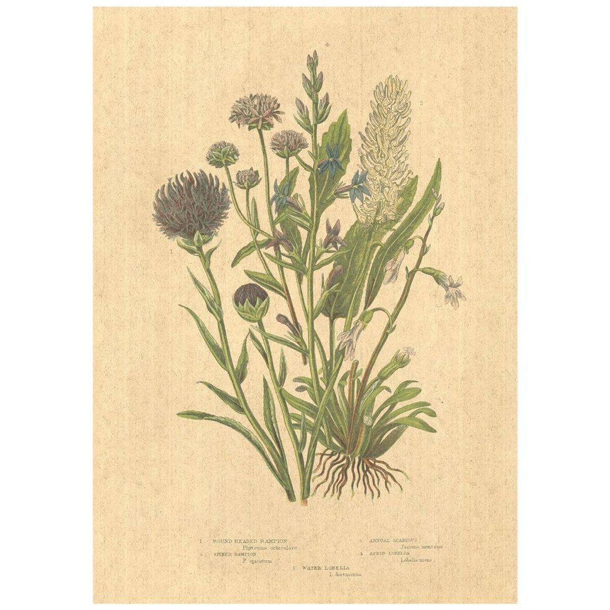 Flax Art Poster | Encyclopedia Wildflower D | FWP-AP-EN1D Flax Art Poster | Encyclopedia Wildflower D | FWP-AP-EN1D