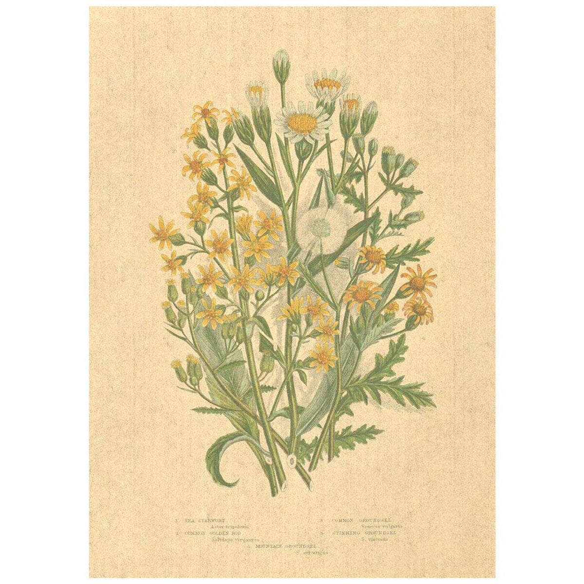 Flax Art Poster | Encyclopedia Wildflower D | FWP-AP-EN1D Flax Art Poster | Encyclopedia Wildflower D | FWP-AP-EN1D