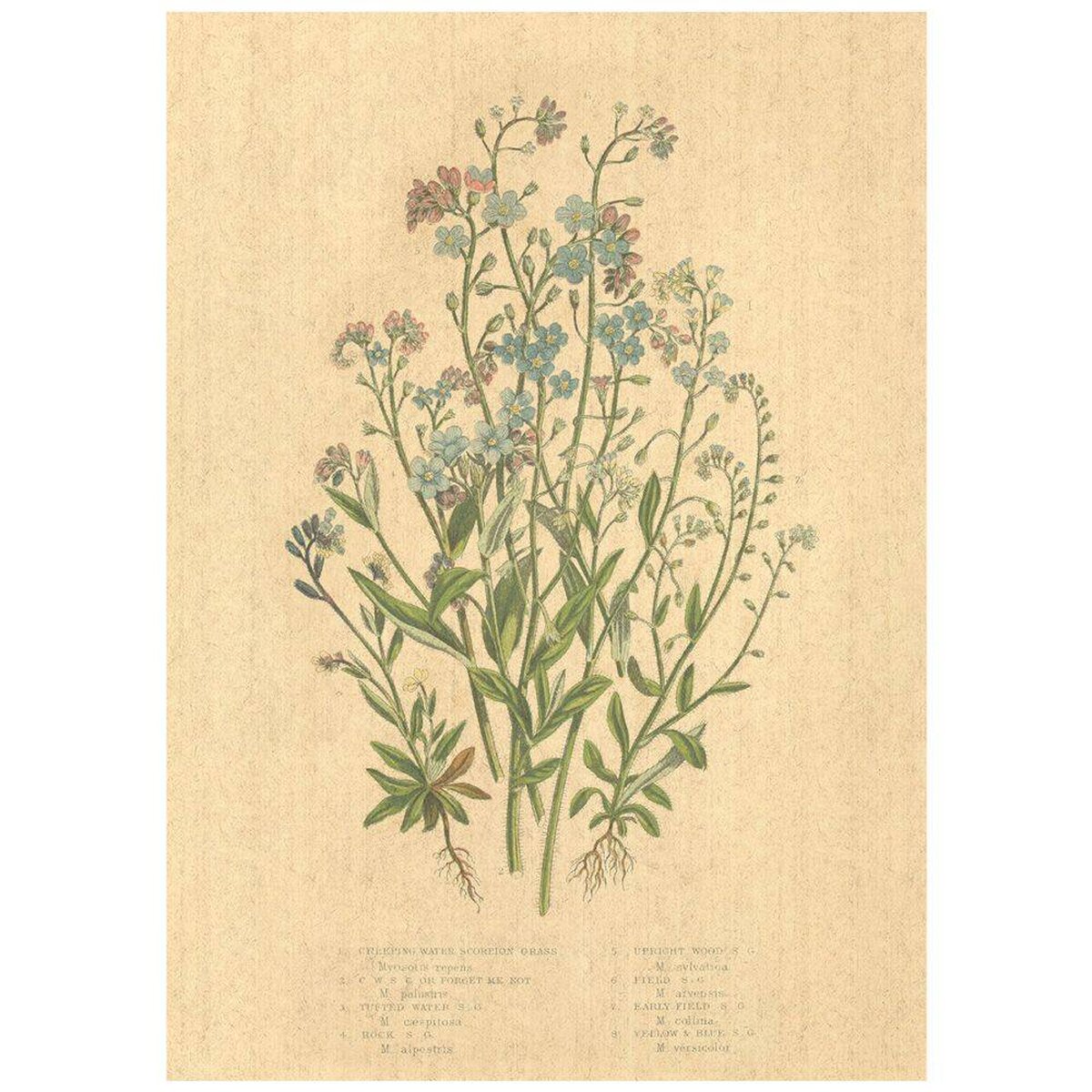 Flax Art Poster | Encyclopedia Wildflower D | FWP-AP-EN1D Flax Art Poster | Encyclopedia Wildflower D | FWP-AP-EN1D