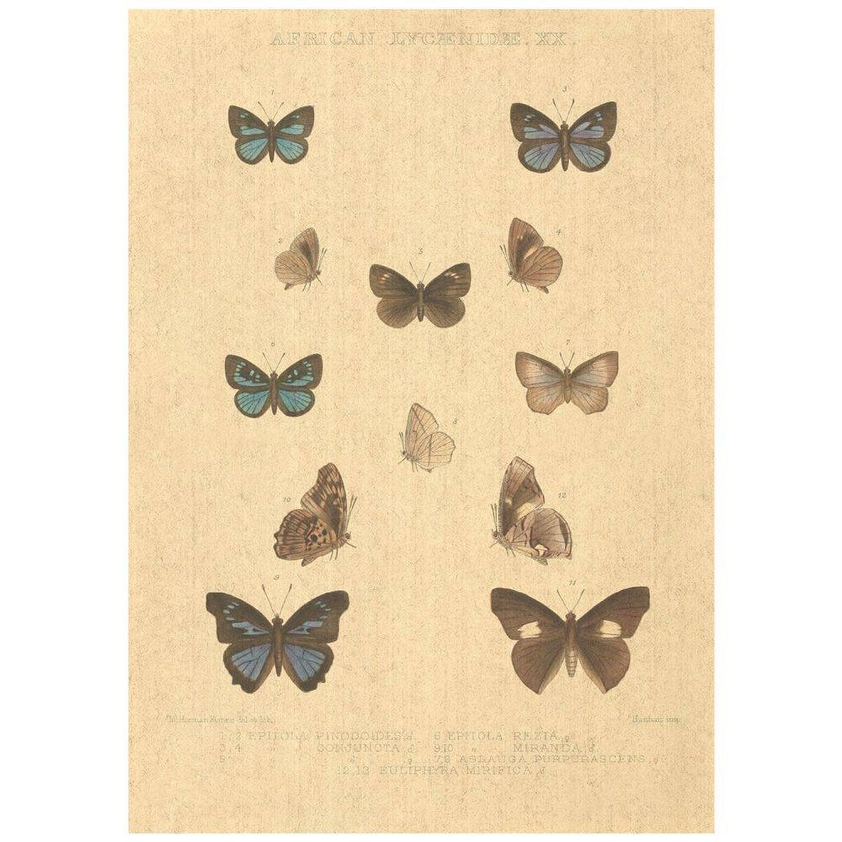 Flax Art Poster | Encyclopedia Butterfly A | FWP-AP-EN2A Flax Art Poster | Encyclopedia Butterfly A | FWP-AP-EN2A