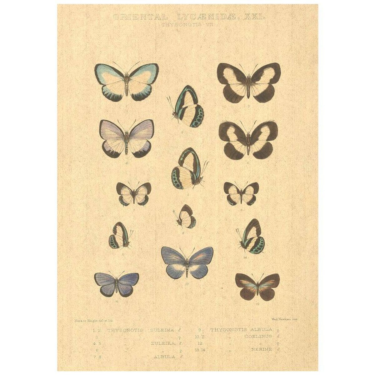 Flax Art Poster | Encyclopedia Butterfly A | FWP-AP-EN2A Flax Art Poster | Encyclopedia Butterfly A | FWP-AP-EN2A