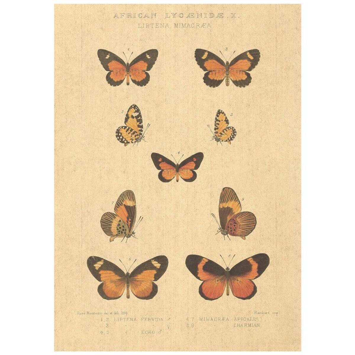 Flax Art Poster | Encyclopedia Butterfly C | FWP-AP-EN2C Flax Art Poster | Encyclopedia Butterfly C | FWP-AP-EN2C