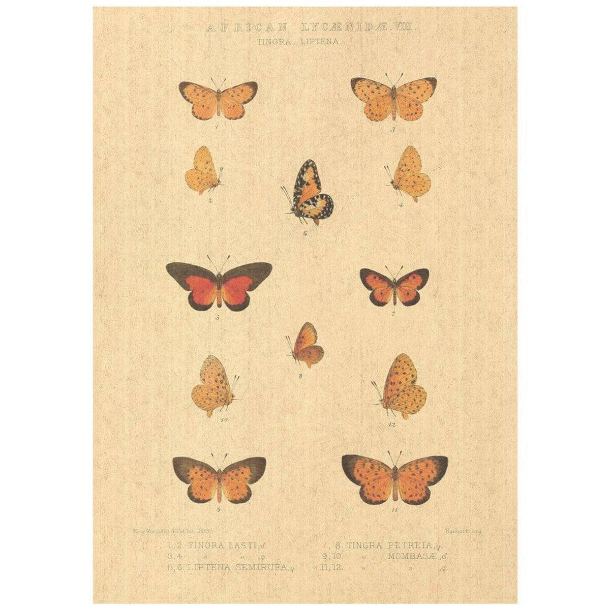 Flax Art Poster | Encyclopedia Butterfly D | FWP-AP-EN2D Flax Art Poster | Encyclopedia Butterfly D | FWP-AP-EN2D