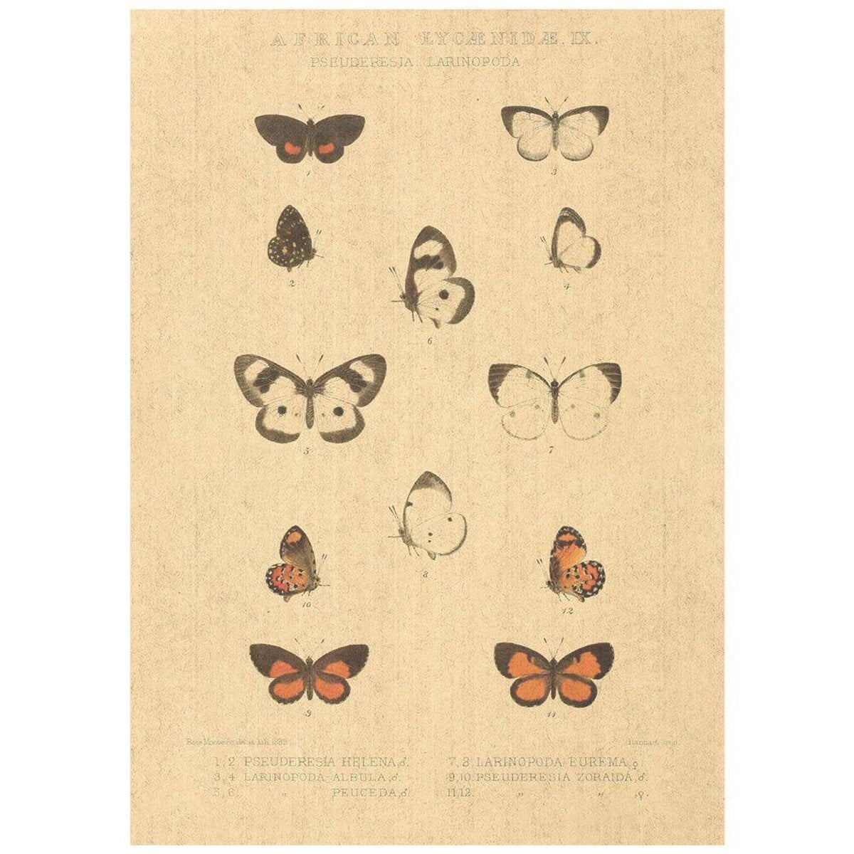 Flax Art Poster | Encyclopedia Butterfly D | FWP-AP-EN2D Flax Art Poster | Encyclopedia Butterfly D | FWP-AP-EN2D