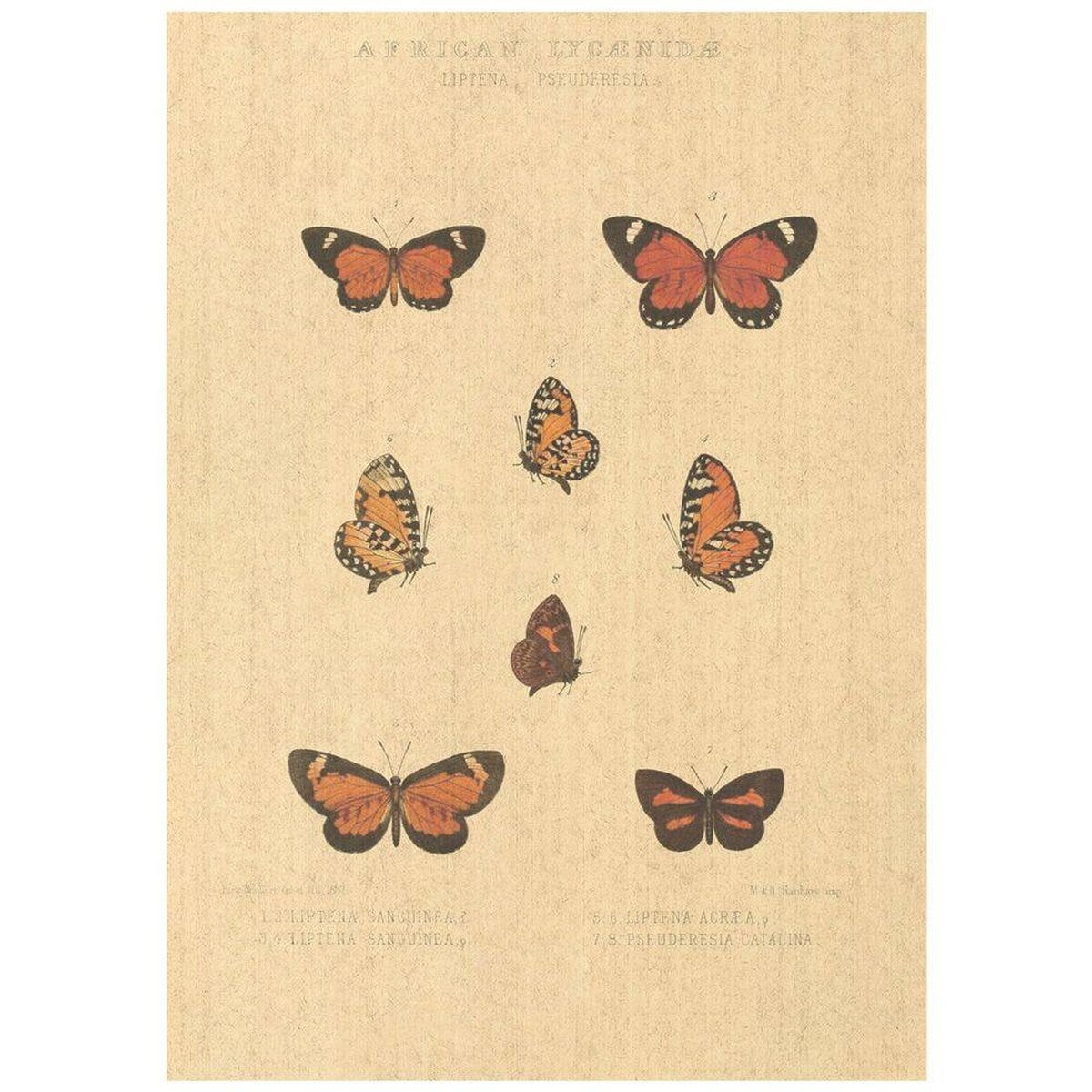 Flax Art Poster | Encyclopedia Butterfly D | FWP-AP-EN2D Flax Art Poster | Encyclopedia Butterfly D | FWP-AP-EN2D