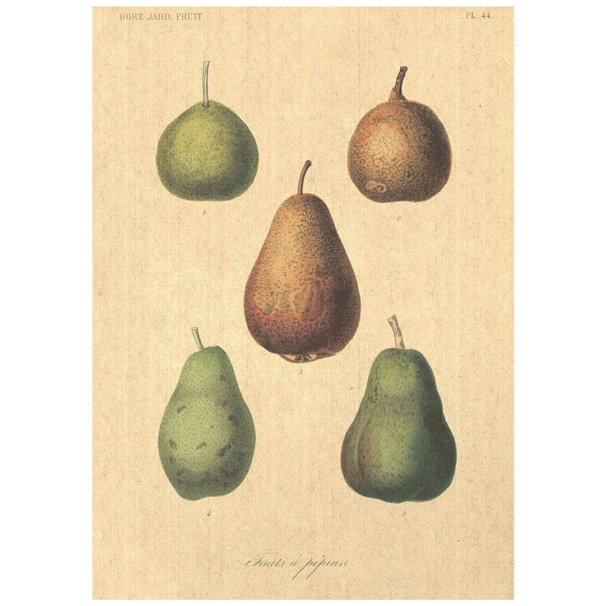 Flax Art Poster | Encyclopedia Fruit A | FWP-AP-EN3A Flax Art Poster | Encyclopedia Fruit A | FWP-AP-EN3A