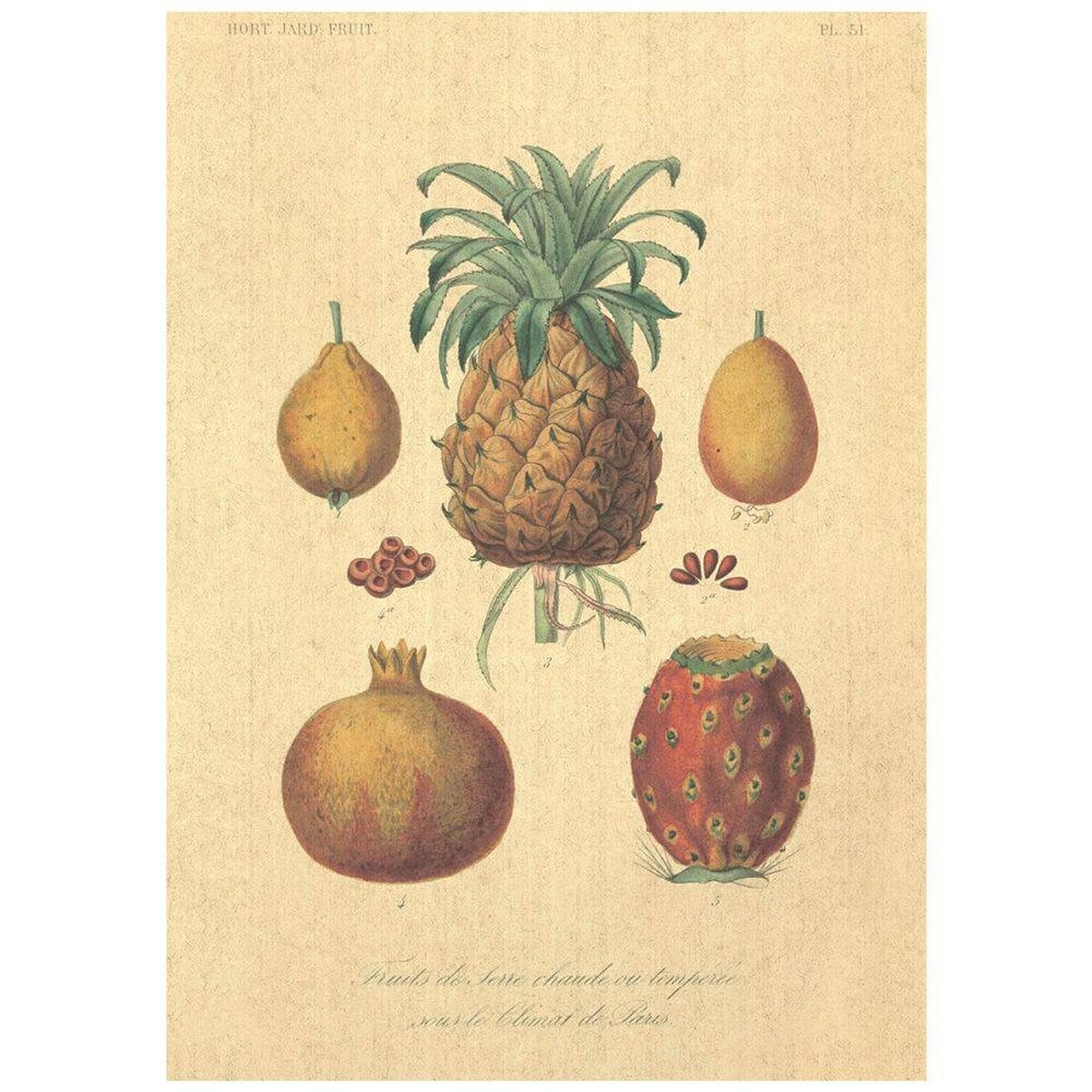 Flax Art Poster | Encyclopedia Fruit A | FWP-AP-EN3A Flax Art Poster | Encyclopedia Fruit A | FWP-AP-EN3A