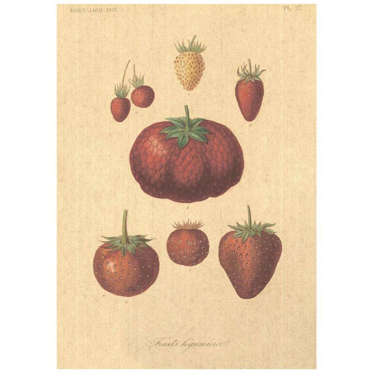 Flax Art Poster | Encyclopedia Fruit B | FWP-AP-EN3B Flax Art Poster | Encyclopedia Fruit B | FWP-AP-EN3B