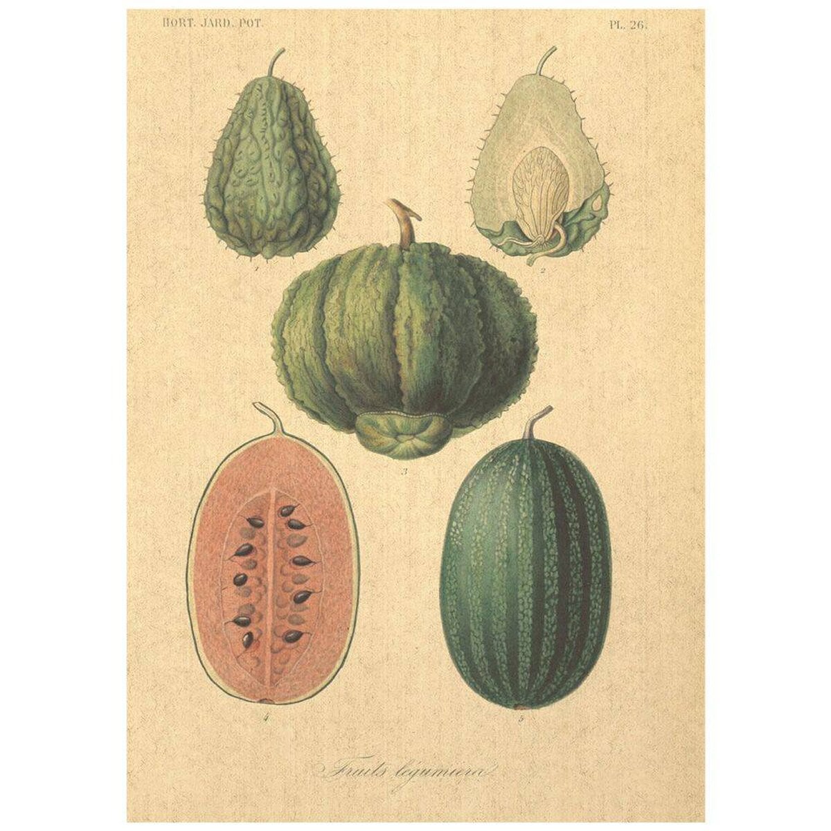 Flax Art Poster | Encyclopedia Fruit B | FWP-AP-EN3B Flax Art Poster | Encyclopedia Fruit B | FWP-AP-EN3B