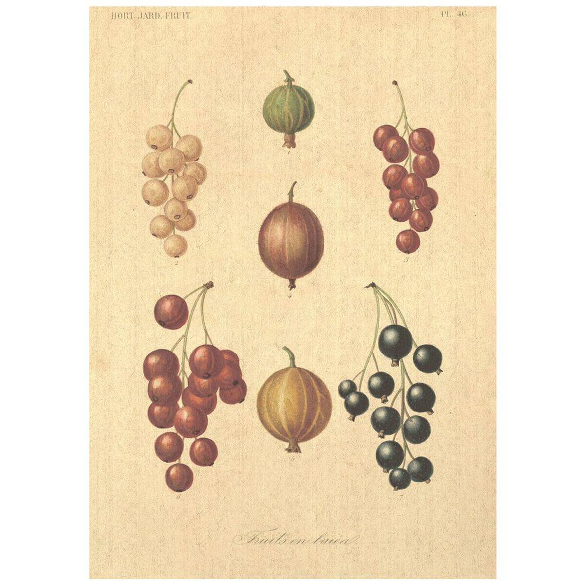 Flax Art Poster | Encyclopedia Fruit B | FWP-AP-EN3B Flax Art Poster | Encyclopedia Fruit B | FWP-AP-EN3B