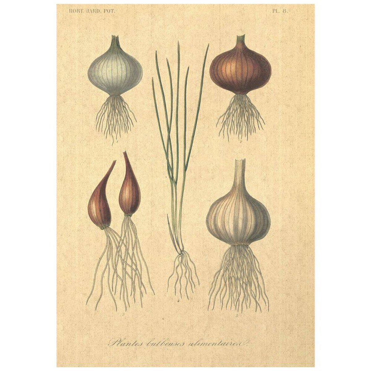 Flax Art Poster | Encyclopedia Vegetable A | FWP-AP-EN4A Flax Art Poster | Encyclopedia Vegetable A | FWP-AP-EN4A