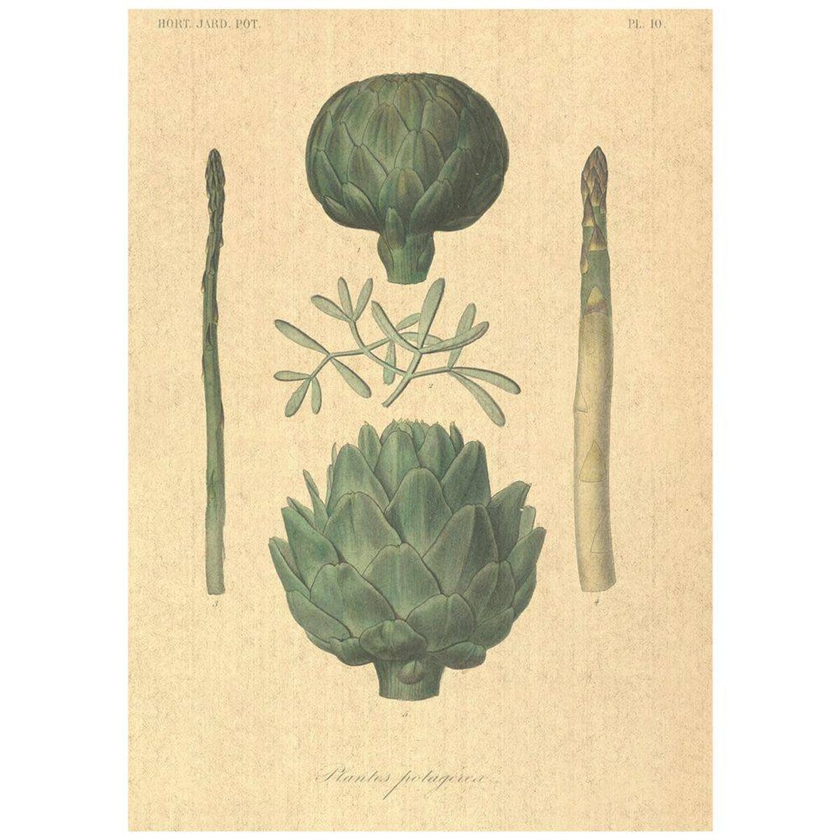 Flax Art Poster | Encyclopedia Vegetable A | FWP-AP-EN4A Flax Art Poster | Encyclopedia Vegetable A | FWP-AP-EN4A