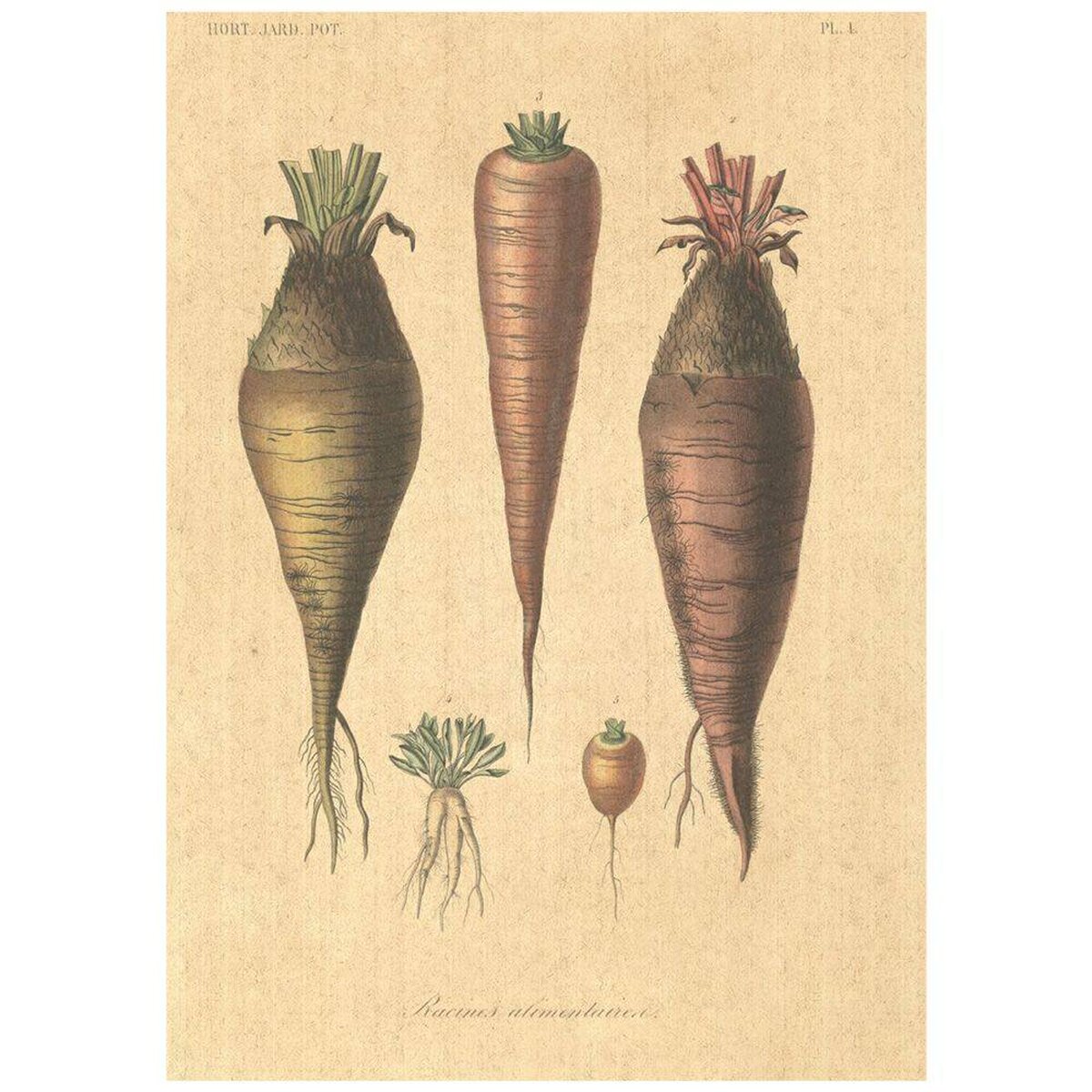 Flax Art Poster | Encyclopedia Vegetable B | FWP-AP-EN4B Flax Art Poster | Encyclopedia Vegetable B | FWP-AP-EN4B