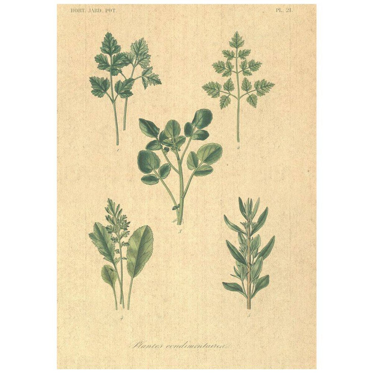 Flax Art Poster | Encyclopedia Vegetable B | FWP-AP-EN4B Flax Art Poster | Encyclopedia Vegetable B | FWP-AP-EN4B