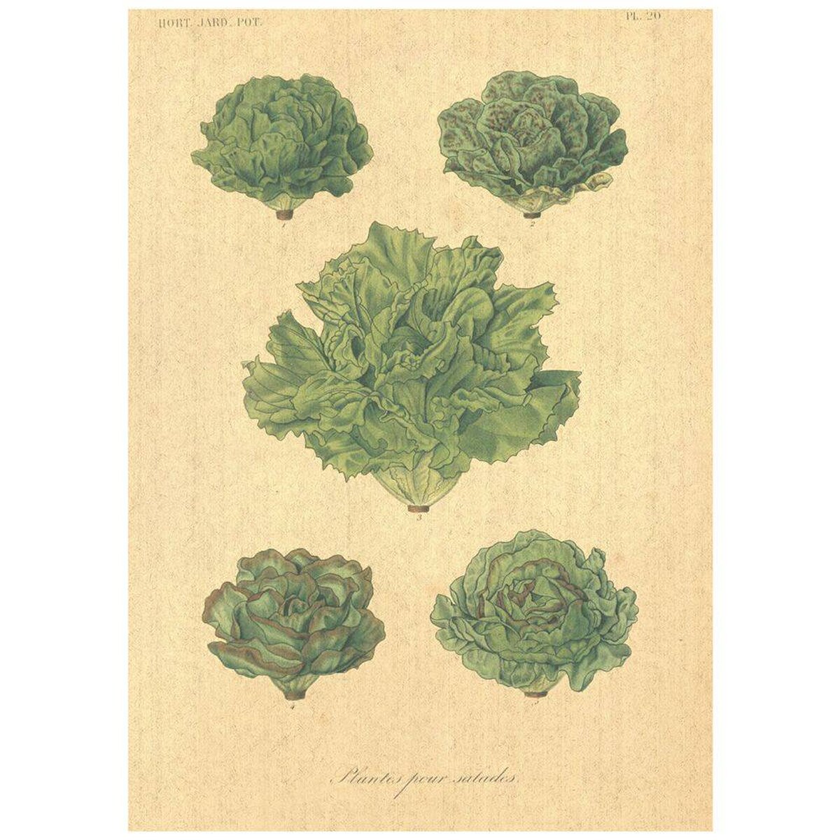 Flax Art Poster | Encyclopedia Vegetable B | FWP-AP-EN4B Flax Art Poster | Encyclopedia Vegetable B | FWP-AP-EN4B