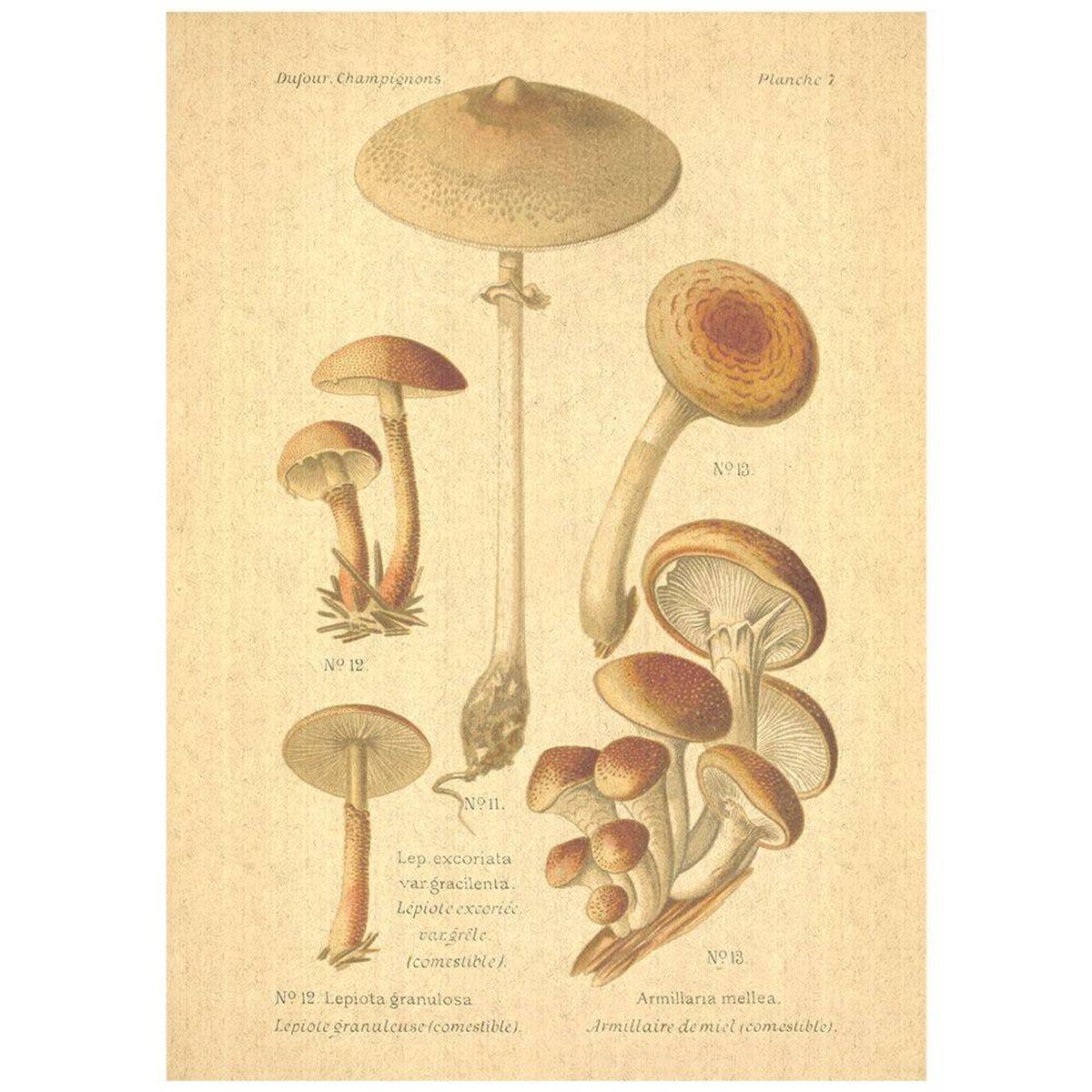 Flax Art Poster | Encyclopedia Mushroom A | FWP-AP-EN5A Flax Art Poster | Encyclopedia Mushroom A | FWP-AP-EN5A