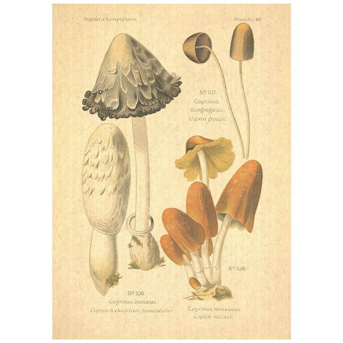 Flax Art Poster | Encyclopedia Mushroom B | FWP-AP-EN5B Flax Art Poster | Encyclopedia Mushroom B | FWP-AP-EN5B