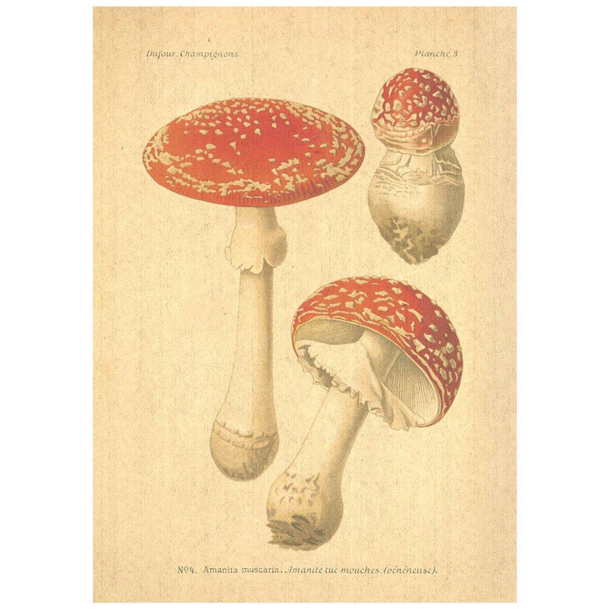 Flax Art Poster | Encyclopedia Mushroom B | FWP-AP-EN5B Flax Art Poster | Encyclopedia Mushroom B | FWP-AP-EN5B