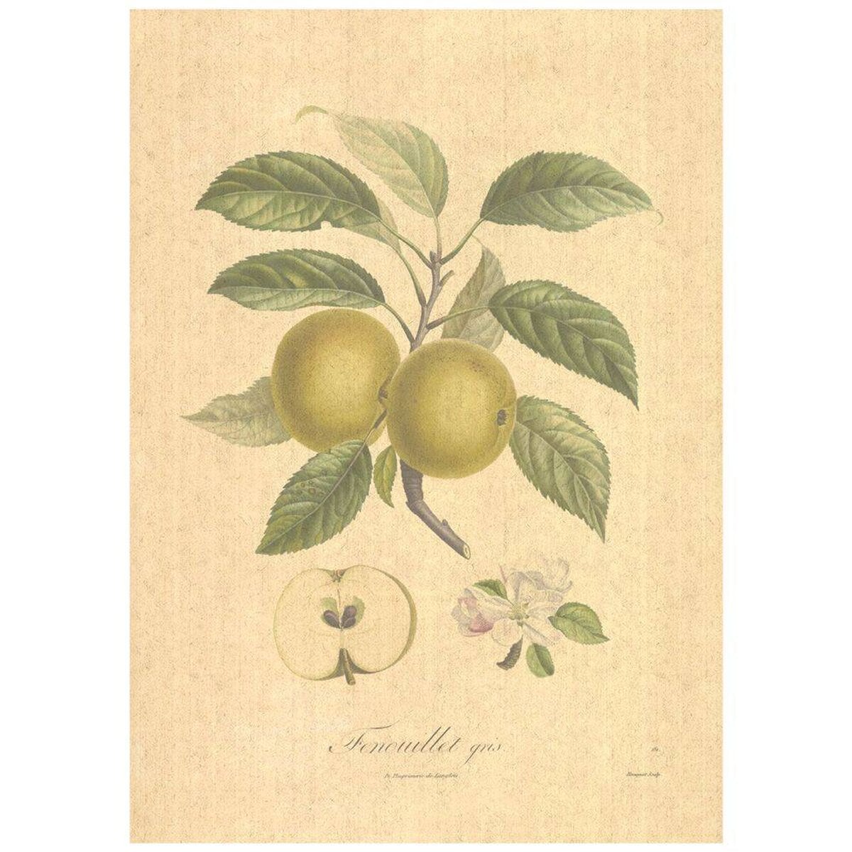 Flax Art Poster | Encyclopedia Apple A | FWP-AP-EN6A Flax Art Poster | Encyclopedia Apple A | FWP-AP-EN6A