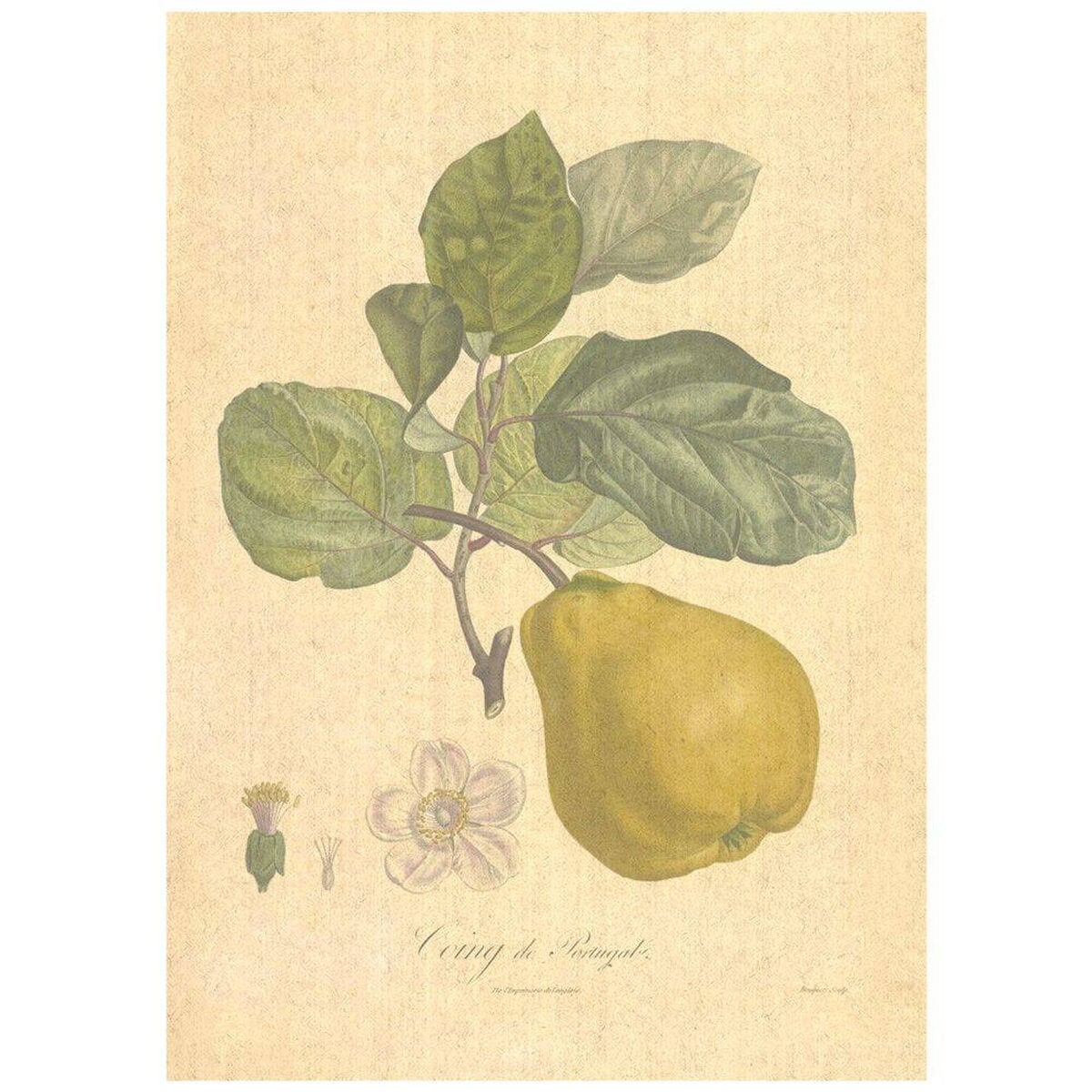 Flax Art Poster | Encyclopedia Apple A | FWP-AP-EN6A Flax Art Poster | Encyclopedia Apple A | FWP-AP-EN6A