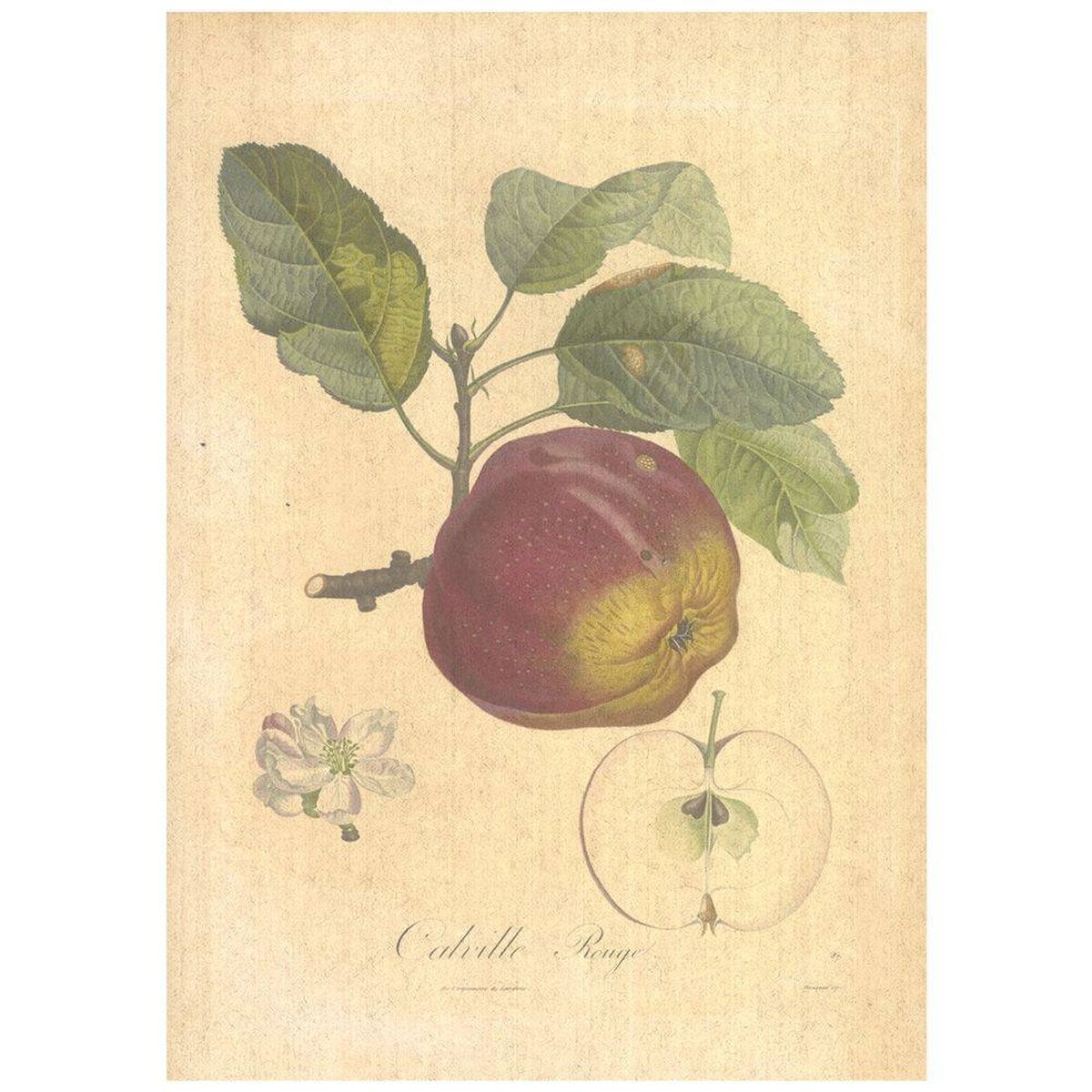 Flax Art Poster | Encyclopedia Apple A | FWP-AP-EN6A Flax Art Poster | Encyclopedia Apple A | FWP-AP-EN6A