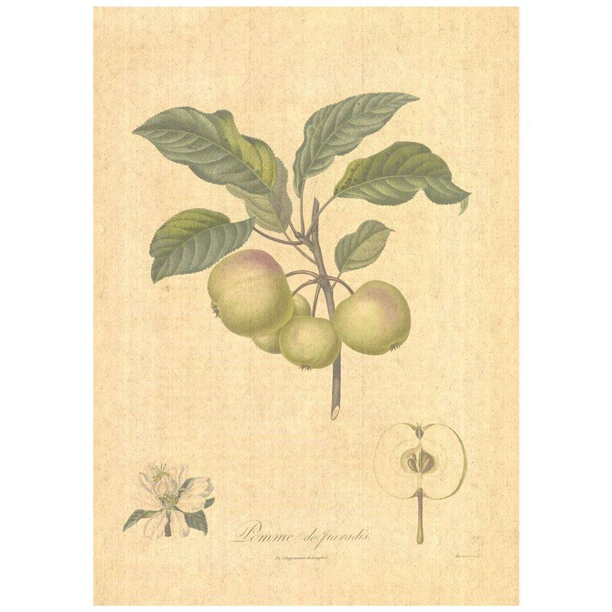 Flax Art Poster | Encyclopedia Apple B | FWP-AP-EN6B Flax Art Poster | Encyclopedia Apple B | FWP-AP-EN6B