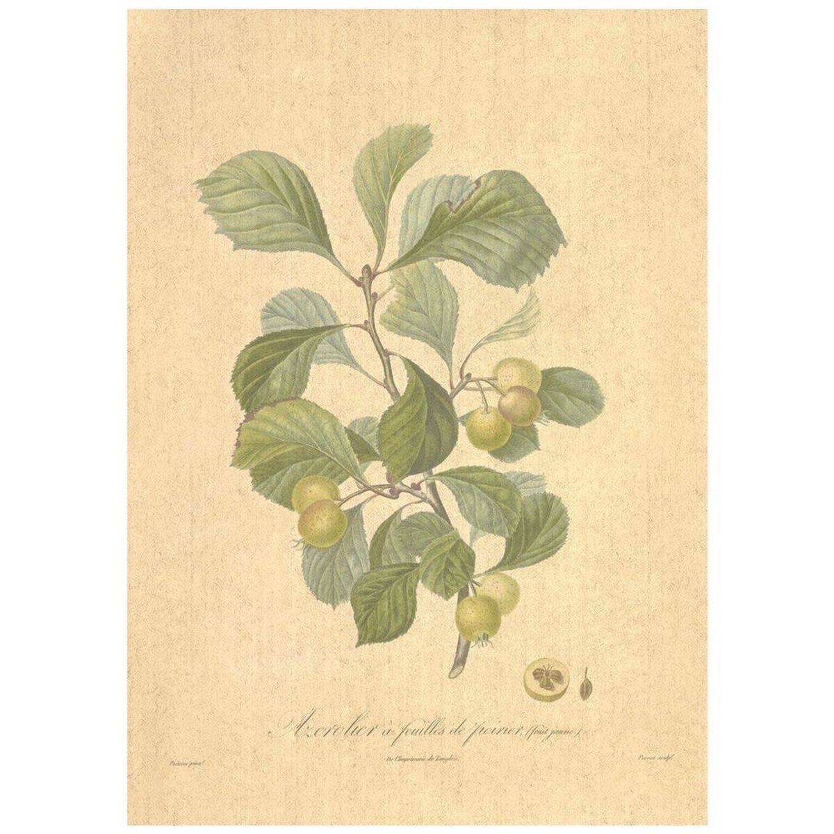 Flax Art Poster | Encyclopedia Apple B | FWP-AP-EN6B Flax Art Poster | Encyclopedia Apple B | FWP-AP-EN6B