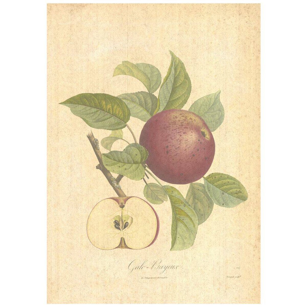 Flax Art Poster | Encyclopedia Apple B | FWP-AP-EN6B Flax Art Poster | Encyclopedia Apple B | FWP-AP-EN6B