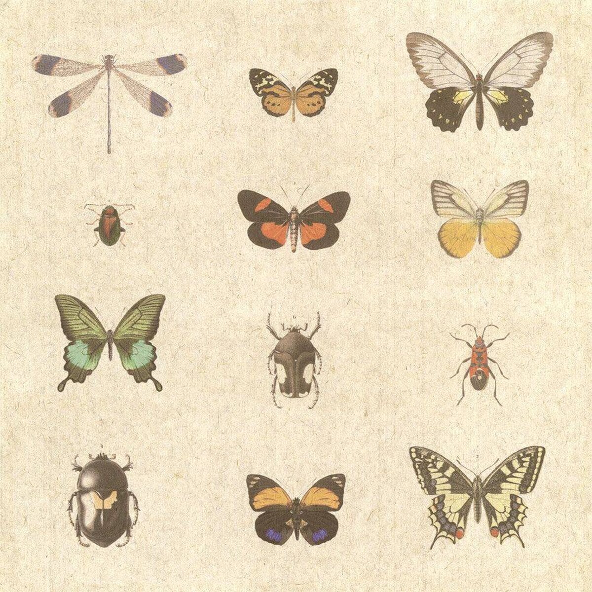 FLAX WALLPAPER | Insects Encyclopedia | FWP-ENC-01 FLAX WALLPAPER | Insects Encyclopedia | FWP-ENC-01