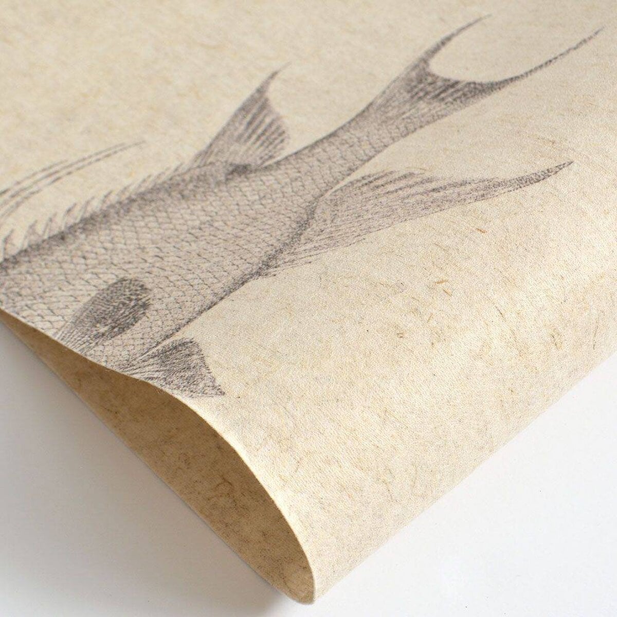 FLAX WALLPAPER | Fish Picture Book | FWP-ENC-02 FLAX WALLPAPER | Fish Picture Book | FWP-ENC-02