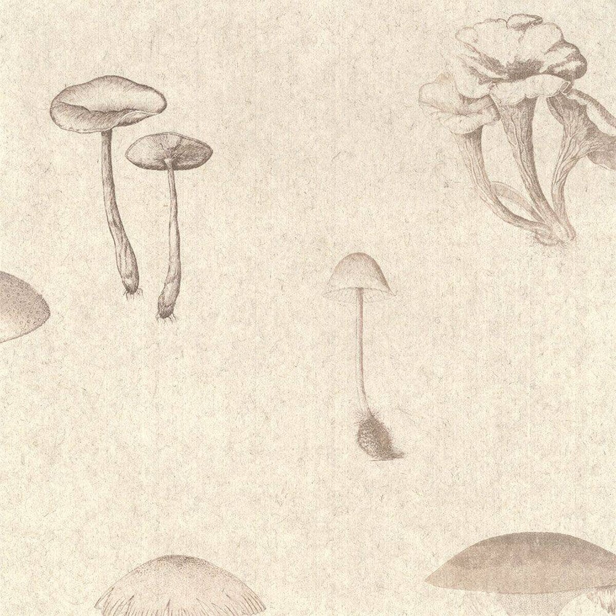 FLAX WALLPAPER | Mushroom Encyclopedia | FWP-ENC-04 FLAX WALLPAPER | Mushroom Encyclopedia | FWP-ENC-04