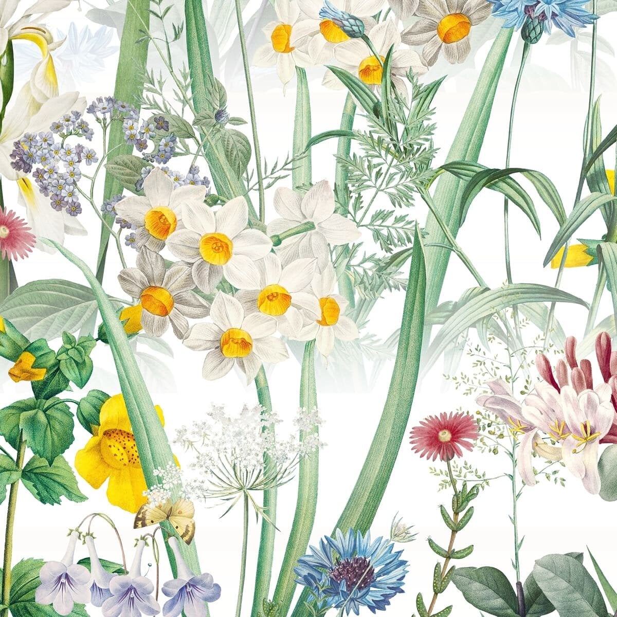 Honpo | Gentle Bloom Field Honpo | Gentle Bloom Field