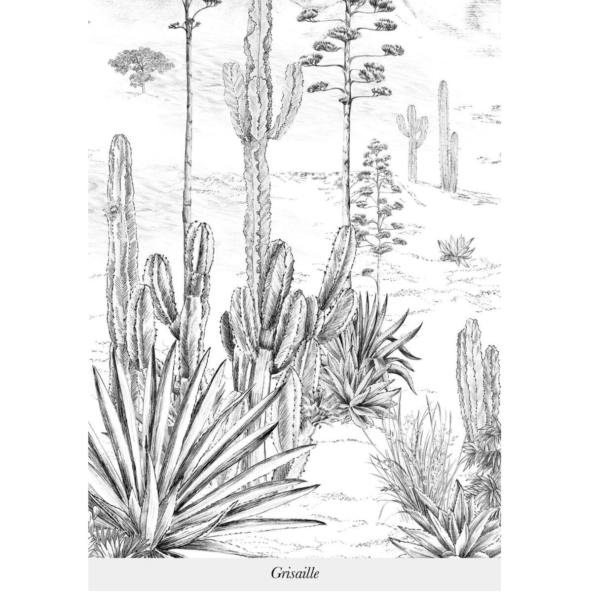 Isidore Leroy | Succulents Isidore Leroy | Succulents