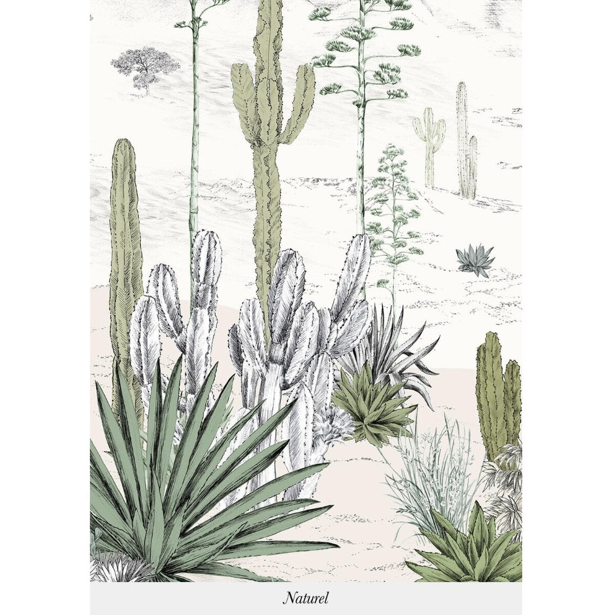 Isidore Leroy | Succulents Isidore Leroy | Succulents